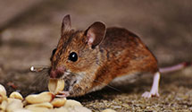 24 Hour & Emergency Exterminators in Millstone Township, NJ